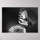 Search for white and black butterfly posters Butterflies
