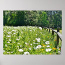 Search for white poppies posters Summer