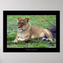 Search for lion and lioness posters Nature