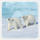 Search for ursus stickers Animal