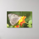 Search for red flower canvas prints Butterfly