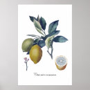 Search for citron posters Food