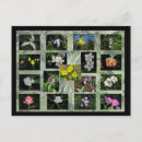 Search for wildflower postcards Montana