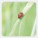 Search for red and green ladybug stickers Nature