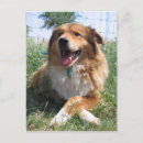 Search for strays postcards Animals