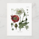 Search for opium poppy postcards Botanical