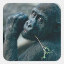 Search for live animal stickers Front view