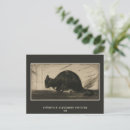 Search for famous cat postcards Vintage