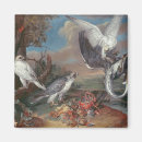 Search for falcon magnets Hawk