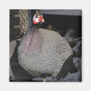 Search for fowl magnets Animal