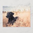 Search for black labrador retriever postcards Animal