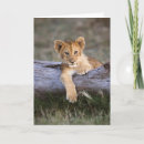 Search for lion and cub cards Cat
