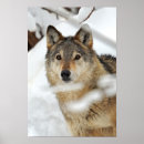 Search for wolf image posters Wolves