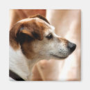 Search for russel magnets Pet