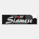 Search for siamese cat bumper stickers Feline