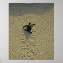 Search for hatchling posters Wildlife