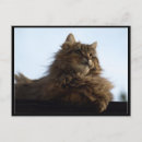 Search for long haired cat postcards Tabby