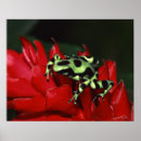 Search for dart frog posters Amphibian