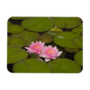 Search for lilies magnets Colourful