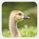 Search for gosling stickers Baby