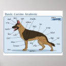 Search for dog anatomy posters Canine