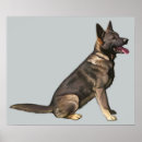 Search for sable posters Dog