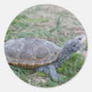 Search for terrapin labels Animal