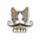 Search for funny cat image stickers Pet