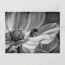 Search for cosmos photography Bee