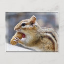 Search for fluffy postcards Rodent