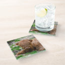 Search for cow coasters Calf