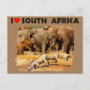 Search for warthog postcards Wildlife