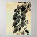 Search for orchids posters Photography