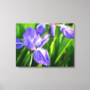 Search for irises photography Blue