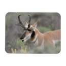 Search for bucks magnets Superstock