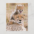 Search for wildcat postcards Kitten