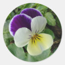 Search for pansy stickers Purple