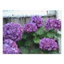 Search for hydrangea photo posters Hydrangeas