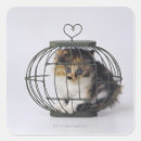 Search for domestic stickers Feline