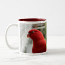 Search for lory Bird