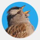 Search for singing bird stickers Wildlife