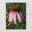 Search for coneflower postcards Plants