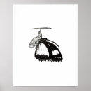 Search for metamorphosis posters Butterfly