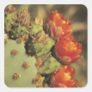 Search for prickly pear cactus stickers Arizona