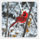 Search for cardinals stickers Snow