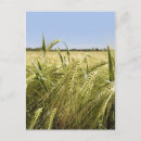 Search for grain postcards Bread