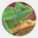 Search for chameleon stickers Green