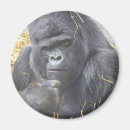 Search for gorilla magnets Primates