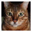 Search for stare art Cat