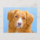 Search for nova scotia postcards Retriever